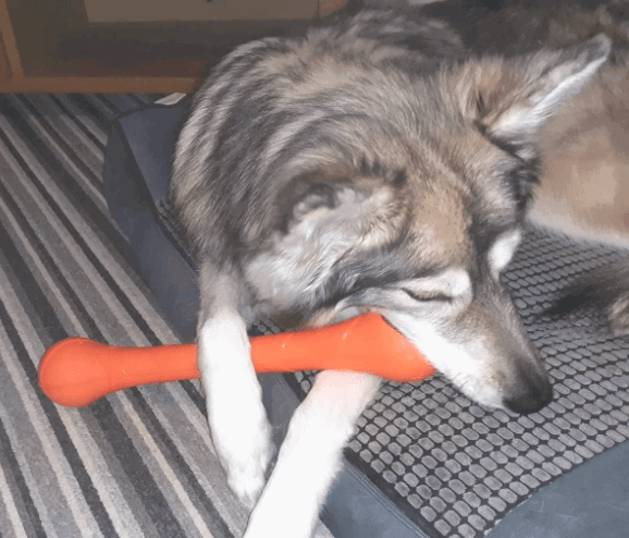 KONG Squeakstix being tested by our review team.