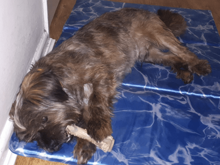 Nylabone Power Chew Femur Bone Alternative Bacon Chew Toy being tested by our review team.