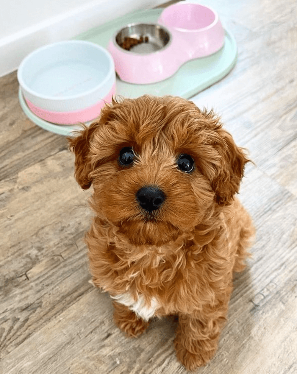 Gummi Pet Ceramic Bowl being tested by our review team.