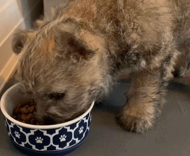 DII Bone Dry Lattice Ceramic Pet Bowl for Food & Water being tested by our review team.