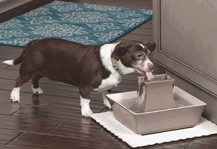 PetSafe Drinkwell Ceramic Pagoda being tested by our review team.