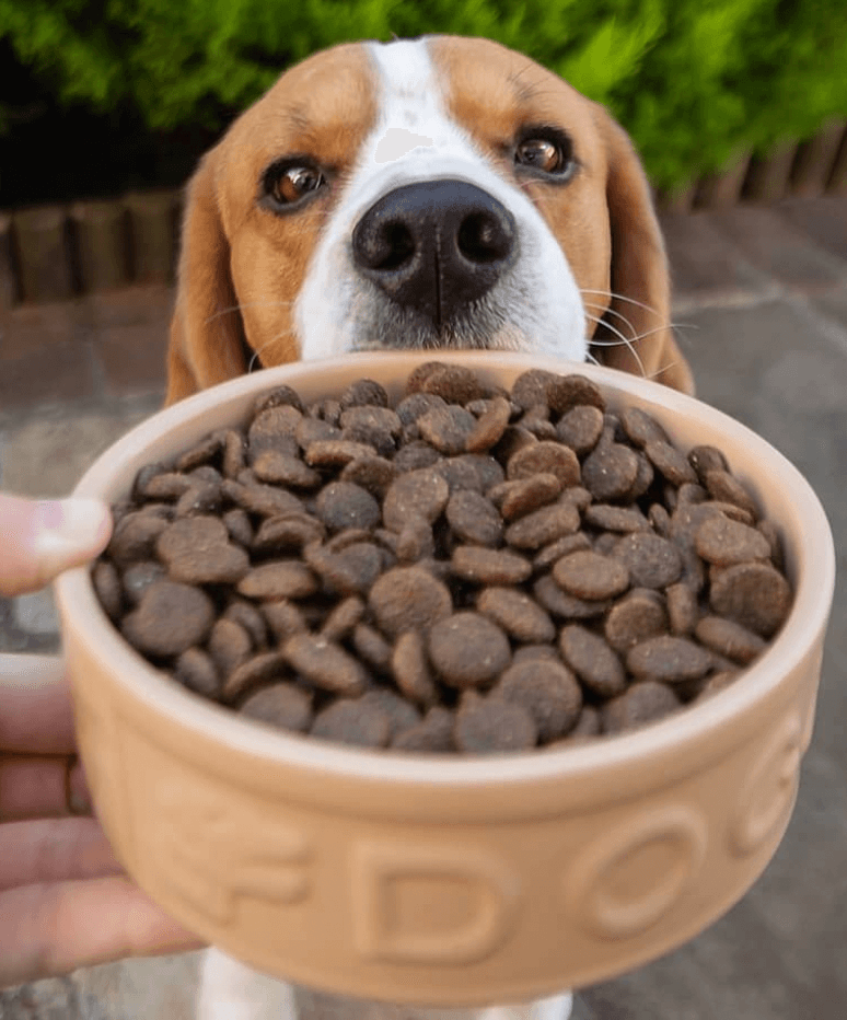 Mason Cash Cane Lettered Water Bowl being tested by our review team.