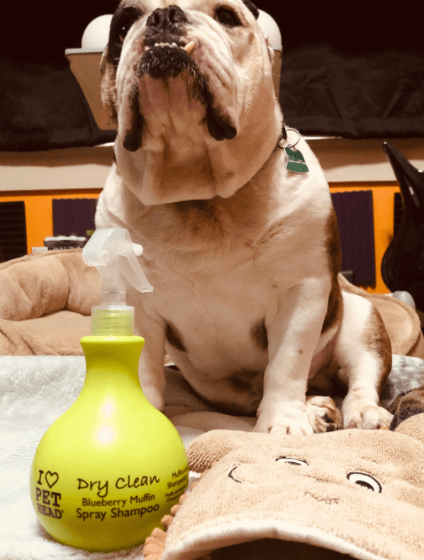 PET HEAD Shampoo Dry Clean Spray being tested by our review team.