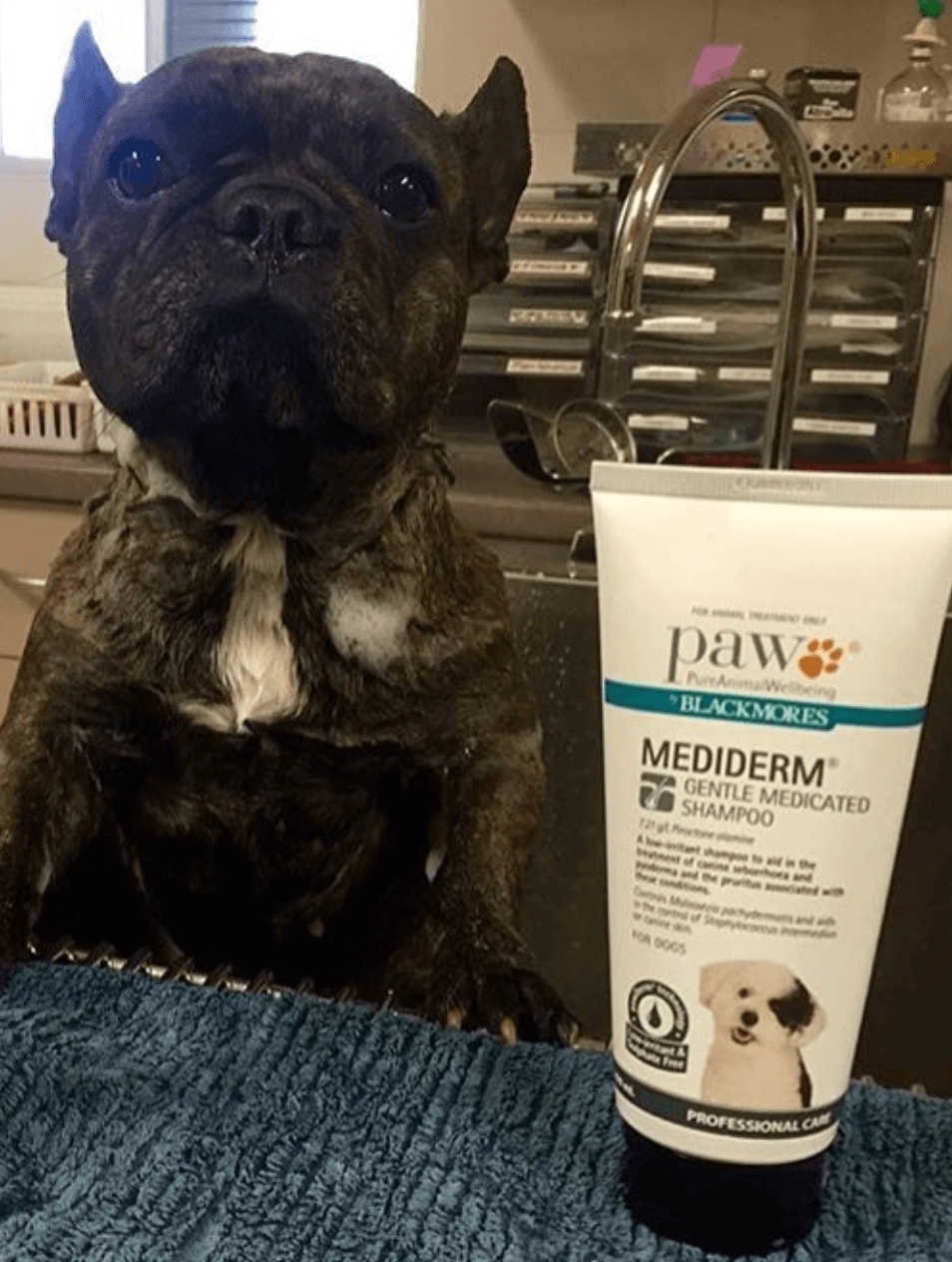 PAW Blackmores MediDerm Gentle Medicated Dog Shampoo being tested by our review team.
