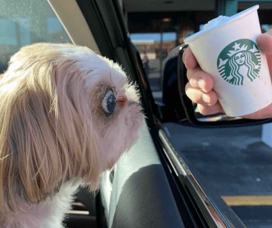 Puppy about to try a Puppuccino