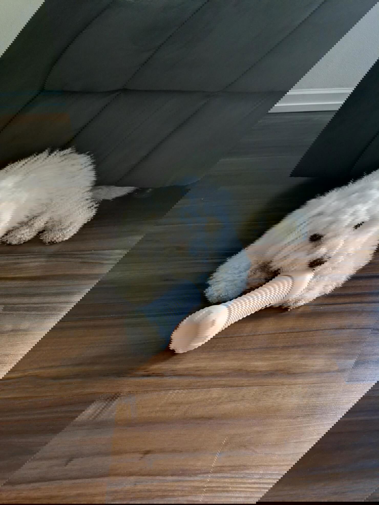 SKYMEE Fury Bone Smart Interactive Pet Toy being tested by our review team.