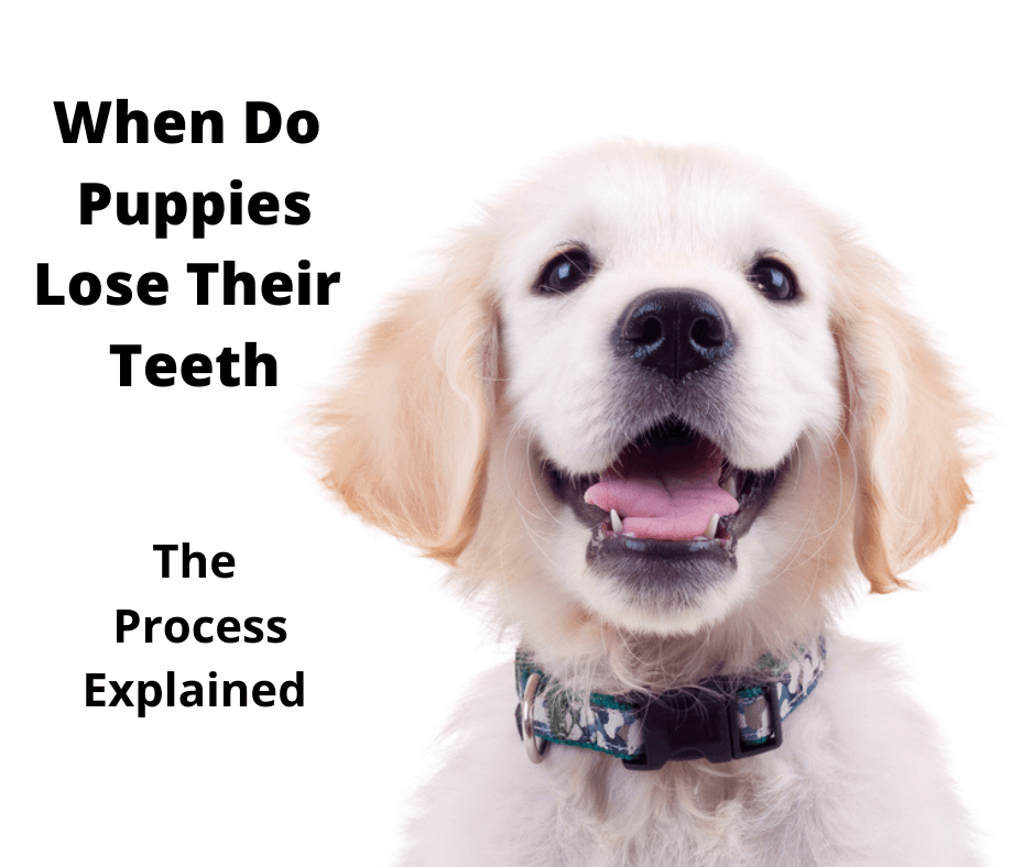 Labrador puppy showing his teeth.