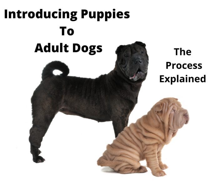 Adult & Puppy Shar-Pei