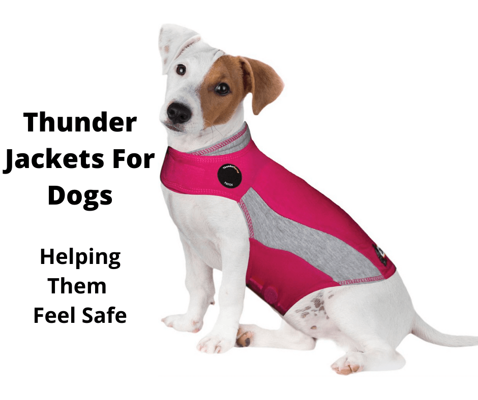 Jack Russell puppy wearing a thunder shirt
