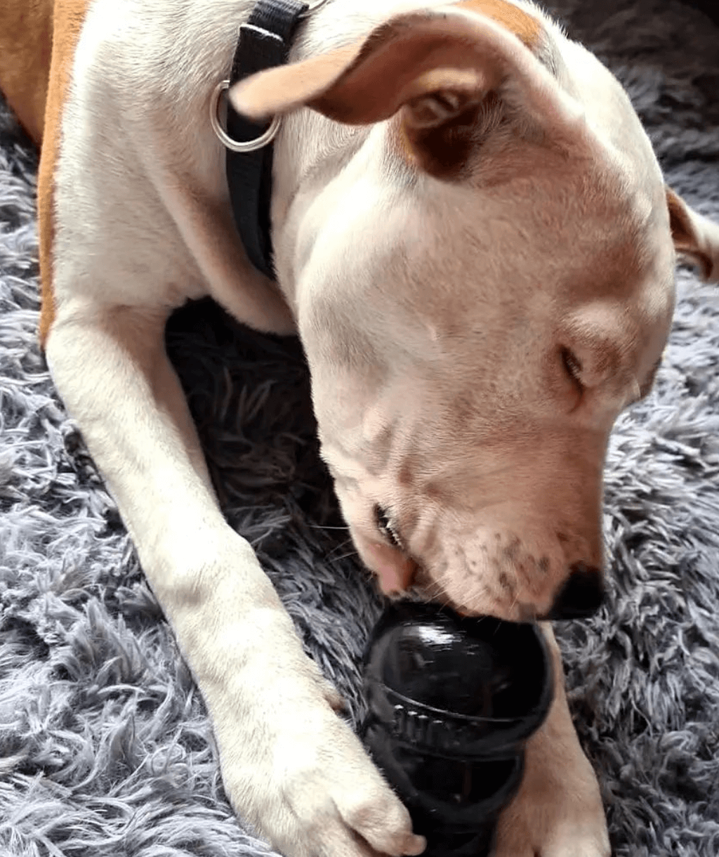 KONG Extreme Dog Toy being tested by our review team.