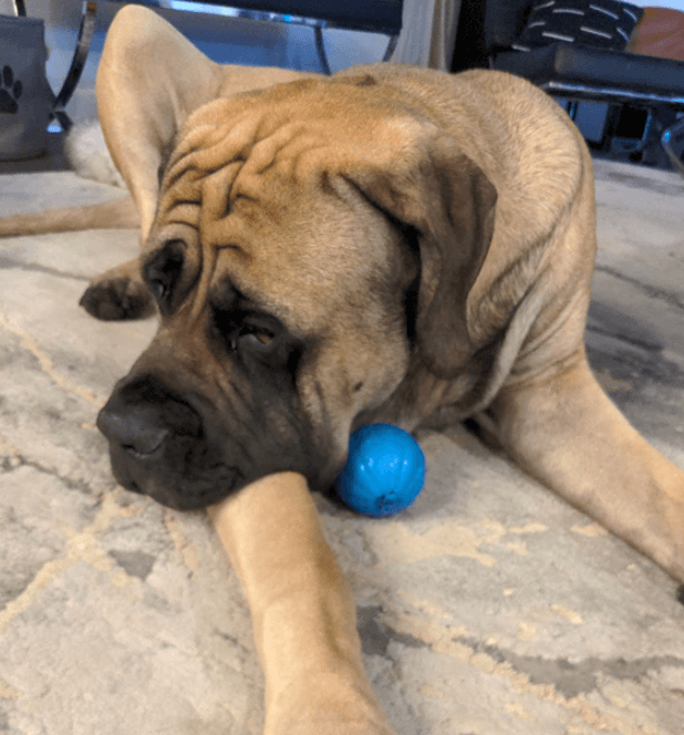 Pet Qwerks The Talking Babble Ball being tested by our review team.