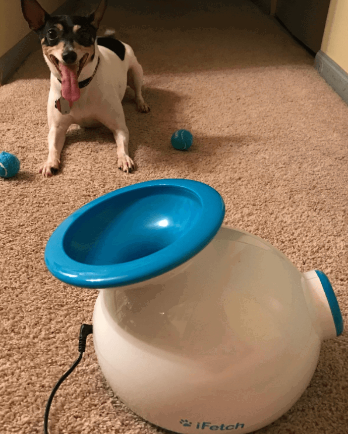 iFetch Interactive Mini Tennis Ball Launcher being tested by our review team.