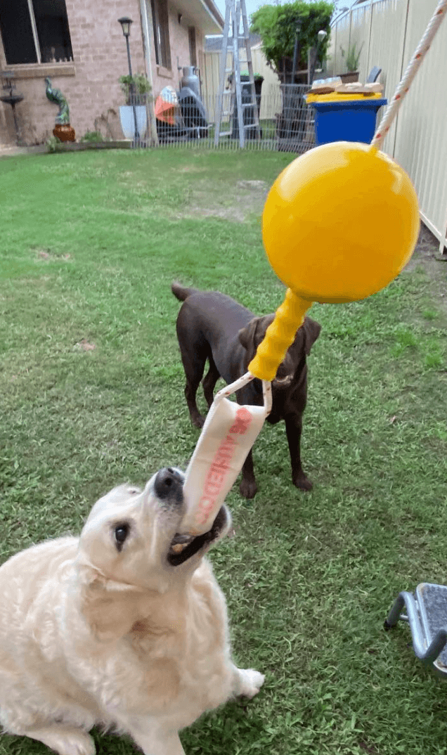 Aussie Dog Home Alone Toy being tested by our review team.