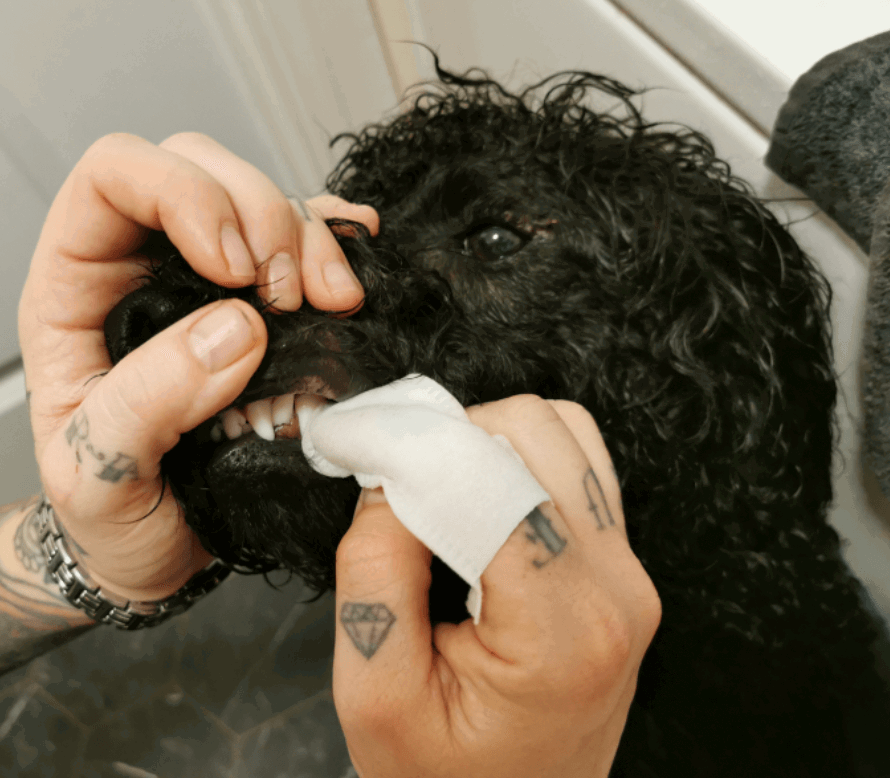 Vet’s Best Teeth Finger Pads being tested by our review team.