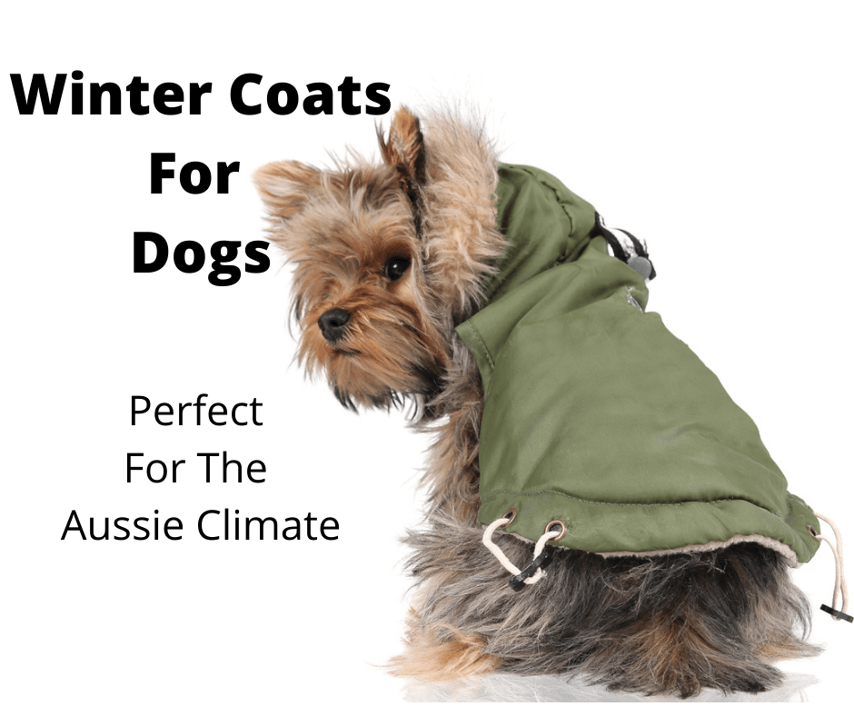 Yorkshire Terrier wearing a winter coat