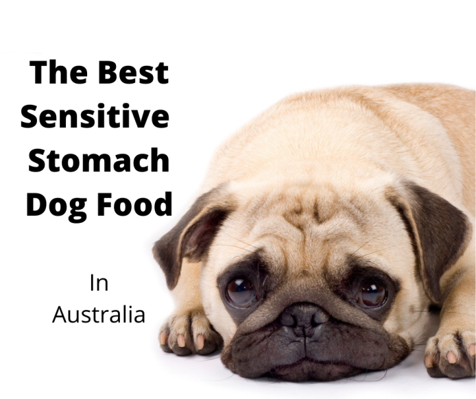 best vegetables for dogs with sensitive stomach