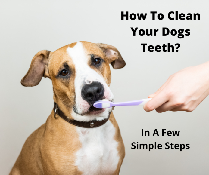 How to Clean a Dog’s Teeth & Keep Them Hygenic - gentledogtrainers.com.au