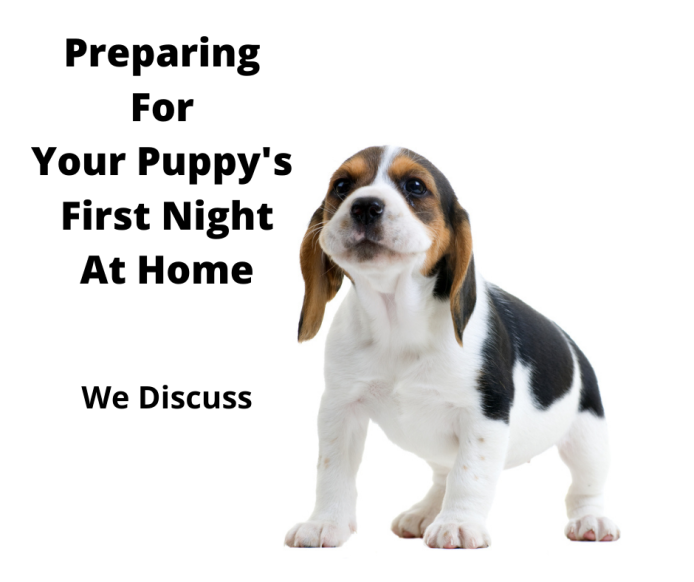 how often should you take your puppy out at night