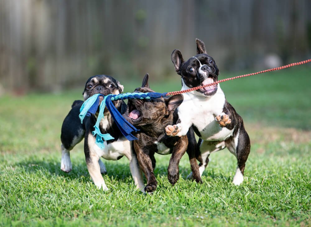 Three French Bulldogs playing with a flirt pole.