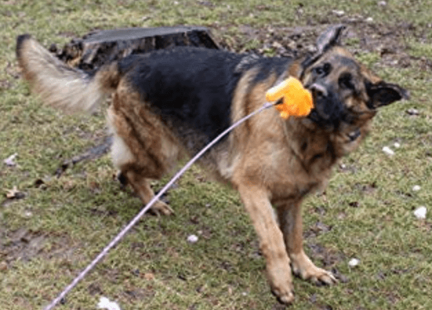 Jalousie Dog Flirt Pole being tested by our review team.