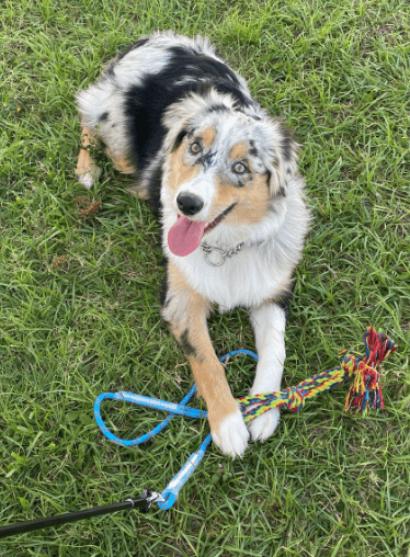 Meieke Flirt Pole Toy for Dogs being tested by our review team.