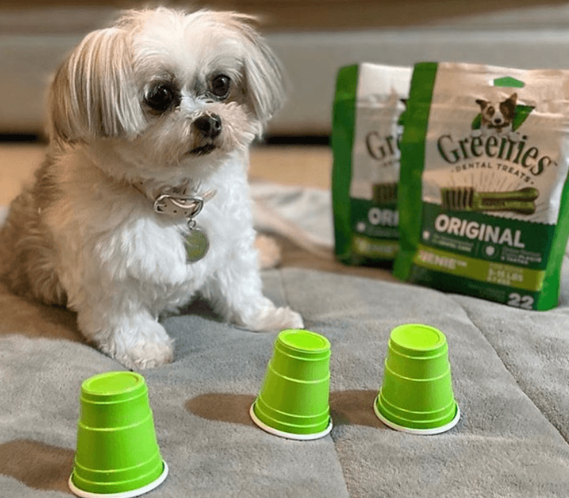 Greenies Original Mega Treat Pack being tested by our review team.