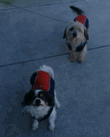 rabbitgoo Winter Dog Coat for Small Dogs being tested by our review team.