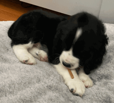 N-Bone Puppy Teething Treats being tested by our review team.