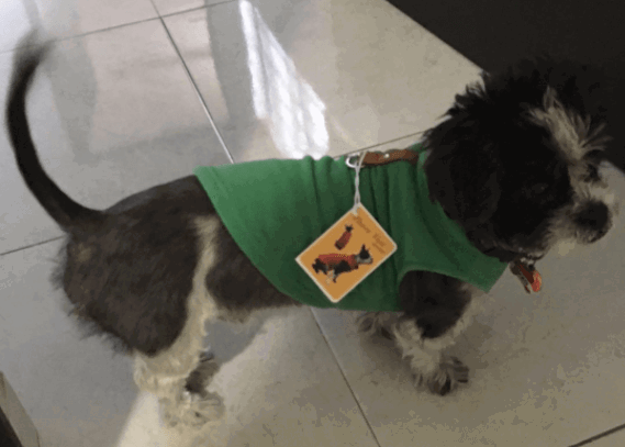 Gooby Fleece Vest Dog Sweater being tested by our review team.