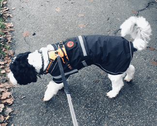 Petface Signature Reflective Waterproof Dog Coat being tested by our review team.