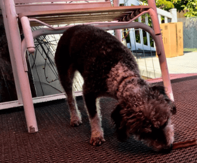 ropiClean Fresh Breath Dental Sticks being tested by our review team.