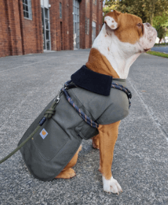 Carhartt Chore Coat Dog being tested by our review team.