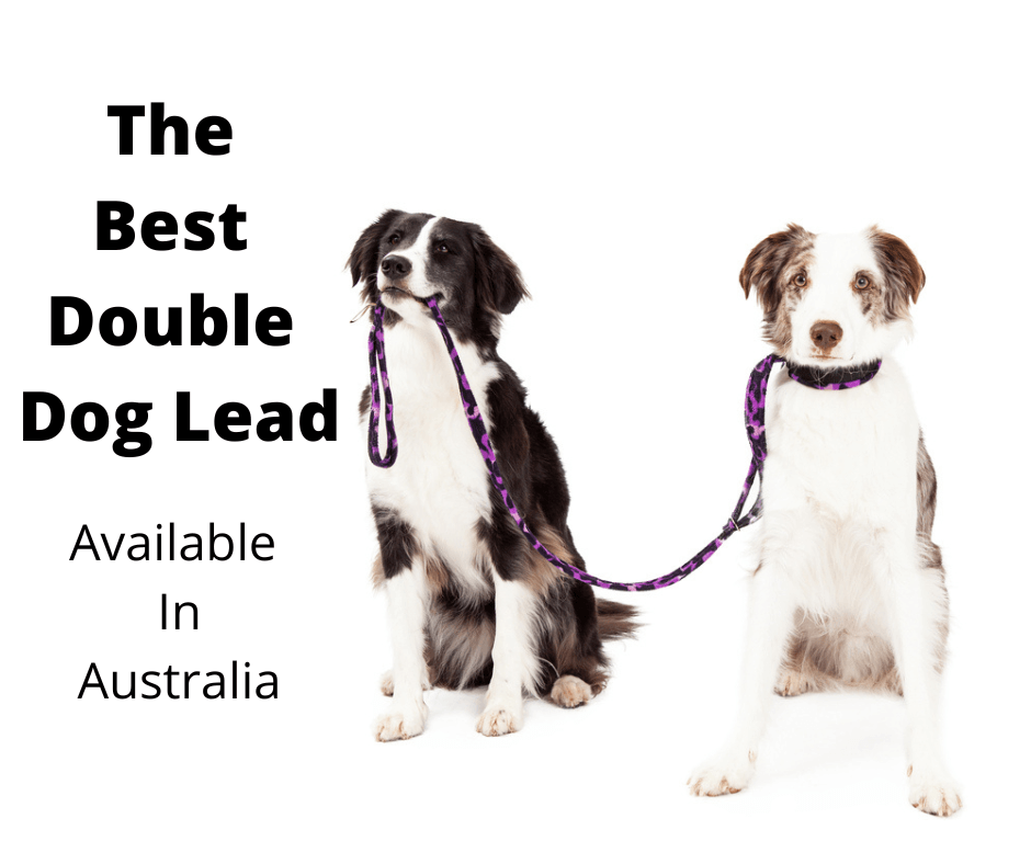 Border Collie & Australian Shepherd on a double dog leash.