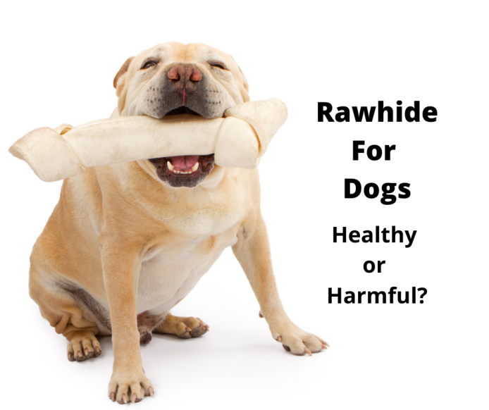 English Bulldog with a rawhide bone in her mouth.