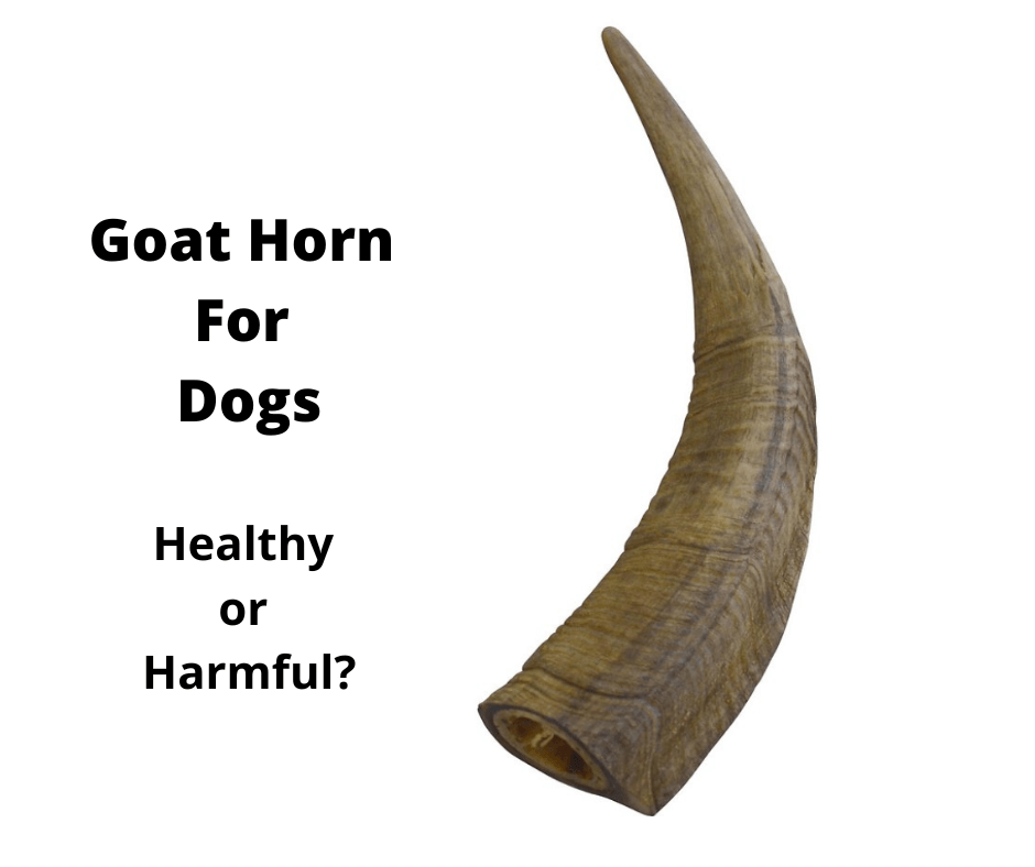 A single goat horn.