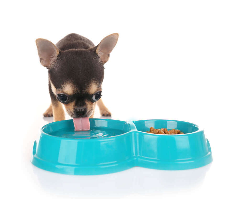 Small chihuahua puppy drinking water.