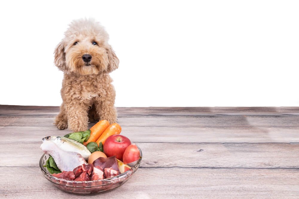 Are Dogs Carnivores or Omnivores? Canine Nutrition Explained -  