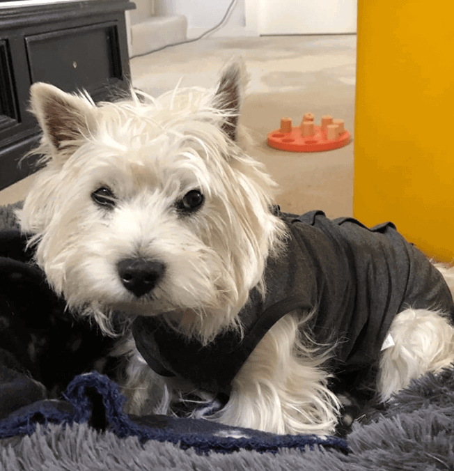 Dotoner Dog Recovery Suit being tested by our review team.