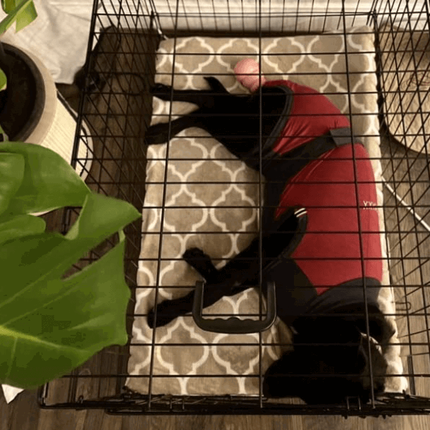 MAXX Dog Post-Operative Onesie being tested by our review team.
