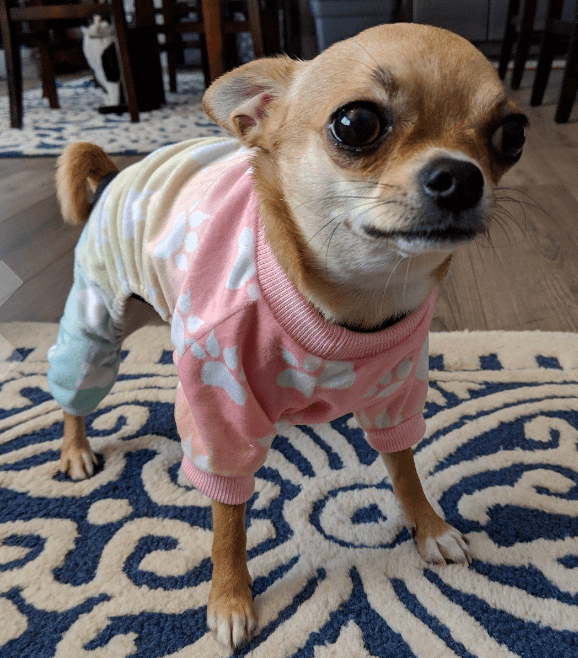 CuteBone Soft Dog Pajamas Gradient being tested by our review team.