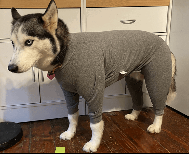 Xqpetlihai Dog Onesie being tested by our review team.