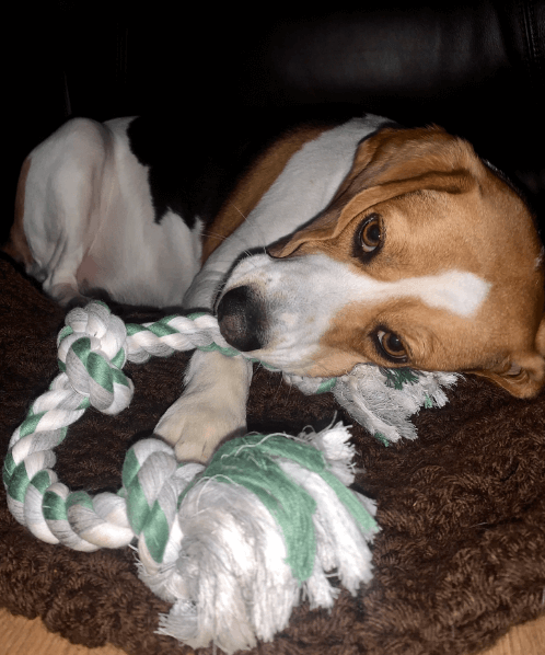 Mammoth Flossy Chews Three Knot Tug Bone being tested by our review team.