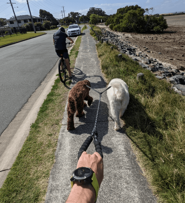 Zenify Double Dog Lead being tested by our review team.