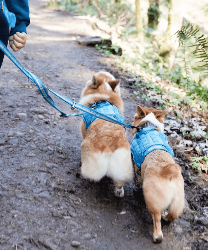 Kurgo Double Dog Leash Extender being tested by our review team.