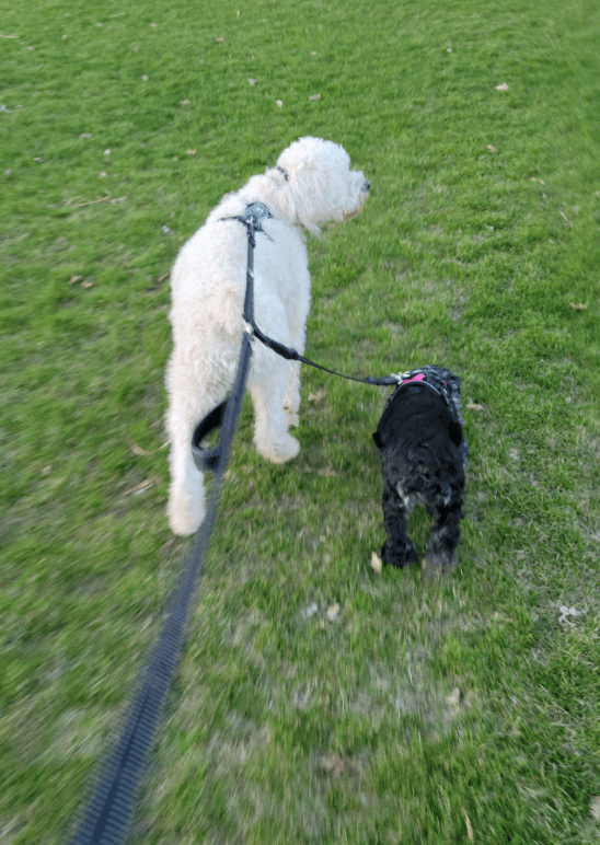 AutoWT Double Dog Leash Splitter being tested by our review team.