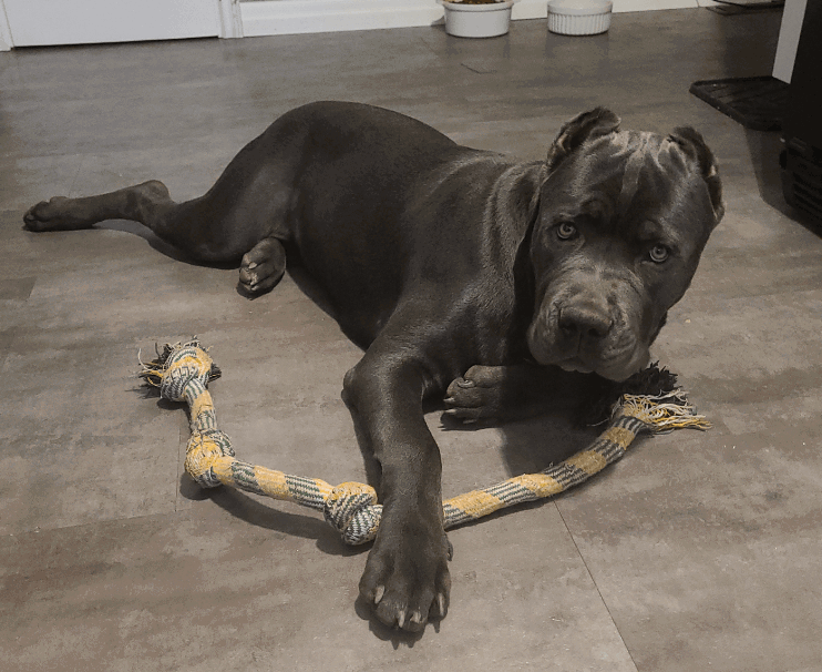 Youngever Dog Rope Toy 6 Pack XL being tested by our review team.