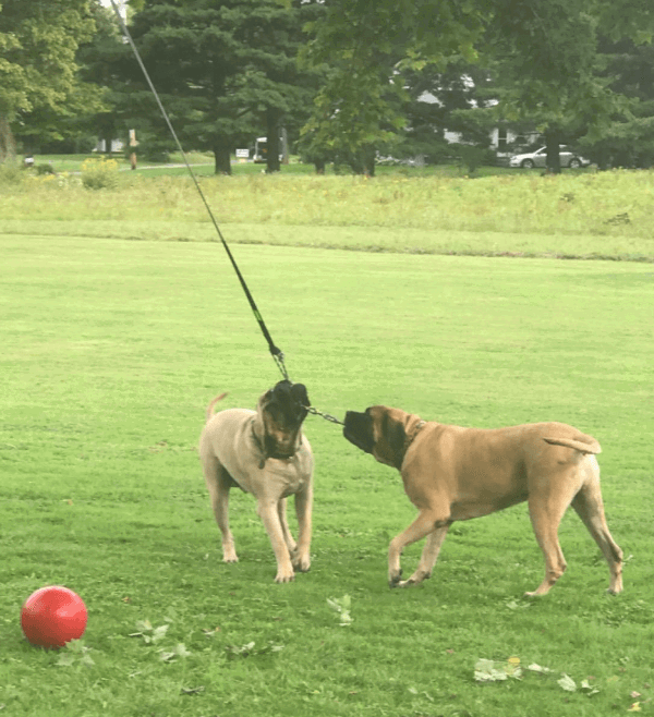 Loobani Outdoor Bungee Tug Toy being tested by our review team.