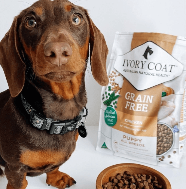 Ivory Coat Grain-Free Dry Dog Food Chicken Puppy being tested by our review team.