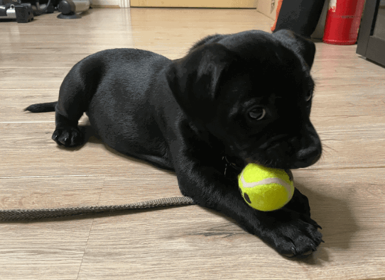 KONG Squeakair Ball with Rope being tested by our review team.