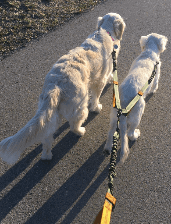 joint dog lead